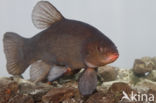 Tench (Tinca tinca)