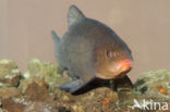 Tench (Tinca tinca)