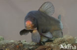 Tench (Tinca tinca)