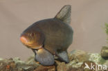 Tench (Tinca tinca)