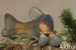 Tench (Tinca tinca)