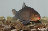 Tench (Tinca tinca)