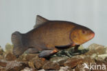 Tench (Tinca tinca)