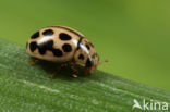 16 spot Ladybird