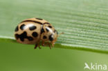 Zestienpuntlieveheersbeestje (Tytthaspis sedecimpunctata