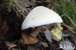 Zijdeachtige beurszwam (Volvariella bombycina)