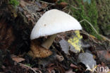 Zijdeachtige beurszwam (Volvariella bombycina)