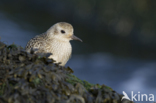 Grey Plover (Pluvialis squatarola)