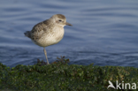 Grey Plover (Pluvialis squatarola)