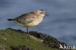 Grey Plover (Pluvialis squatarola)
