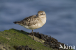 Grey Plover (Pluvialis squatarola)