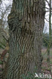 Common Oak