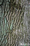 Zomereik (Quercus robur)