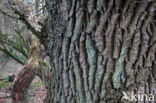 Common Oak