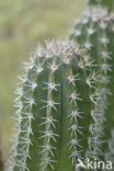 Zuilcactus (Cereus repandus)