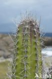 Zuilcactus (Cereus repandus)