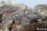 round goby (Neogobius melanostomus)