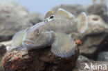 round goby (Neogobius melanostomus)