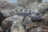 round goby (Neogobius melanostomus)