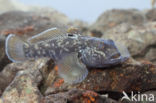 round goby (Neogobius melanostomus)