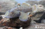 round goby (Neogobius melanostomus)