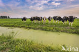 Mottled Cow (Bos domesticus)