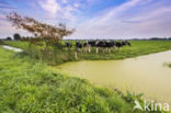 Mottled Cow (Bos domesticus)