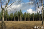 Austrian Pine