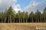 Zwarte den (Pinus nigra)