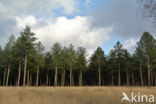 Austrian Pine
