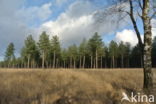 Austrian Pine