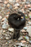 Elfin Saddle (Helvella lacunosa)