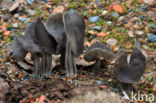 Elfin Saddle (Helvella lacunosa)