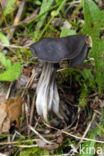 Elfin Saddle (Helvella lacunosa)