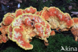 Zwavelzwam (Laetiporus sulphureus)