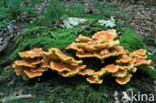 Zwavelzwam (Laetiporus sulphureus)