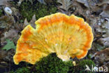 Zwavelzwam (Laetiporus sulphureus)