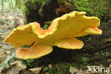 Zwavelzwam (Laetiporus sulphureus)