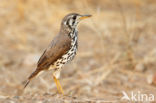 Groundscraper Thrush (Psophocichla litsitsirupa)