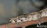 Afgodslang (Boa constrictor)