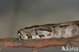 Afgodslang (Boa constrictor)