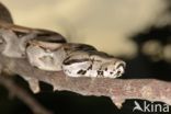 Boa constrictor