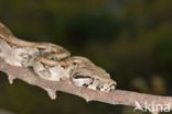 Boa constrictor