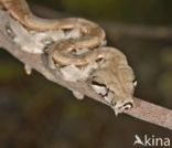 Afgodslang (Boa constrictor)