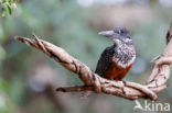 Afrikaanse reuzenijsvogel (Megaceryle maxima)