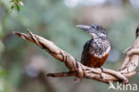 Giant Kingfisher (Megaceryle maxima)