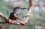 Giant Kingfisher (Megaceryle maxima)