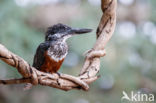 Giant Kingfisher (Megaceryle maxima)