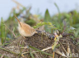Desert Warbler (Sylvia deserti)
