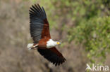 African fish eagle (Haliaeetus vocifer)